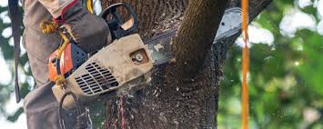 Best Emergency Tree Removal  in Port Labelle, FL