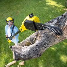 Best Lawn Disease Treatment  in Port Labelle, FL